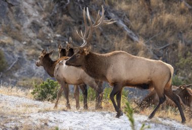 Yellowstone Ulusal Parkı 'nda sonbaharda çiftleşen boğa ve inek geyiği.