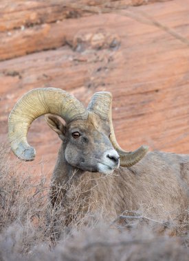 Nevada 'daki İtfaiye Vadisi' nde çöl sığırı sürüsü.