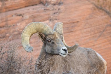 Nevada 'daki İtfaiye Vadisi' nde çöl sığırı sürüsü.