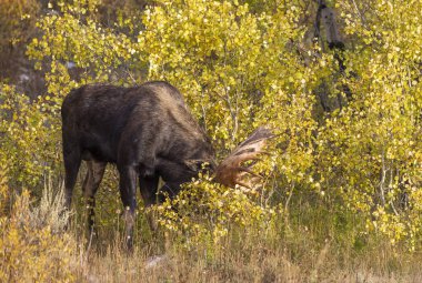 Grand Teton Ulusal Parkı Wyoming 'de sonbaharda tekdüze bir geyik.