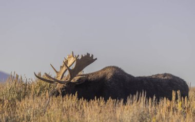 Wyoming 'deki sonbahar monotonluğu sırasında bir boğa shiras geyiği
