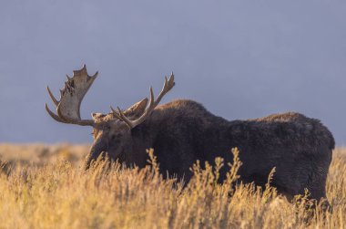 Wyoming 'deki sonbahar monotonluğu sırasında bir boğa shiras geyiği