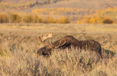 Wyoming 'deki sonbahar monotonluğu sırasında bir boğa shiras geyiği