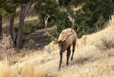 Yellowstone Ulusal Parkı 'nda sonbaharda Wyoming' deki tekdüze boğa geyiği.