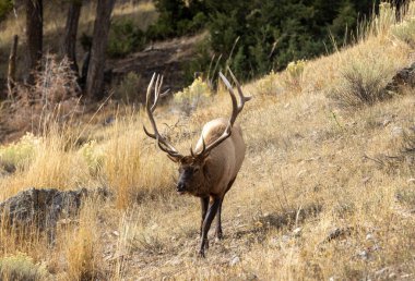 Yellowstone Ulusal Parkı 'nda sonbaharda Wyoming' deki tekdüze boğa geyiği.