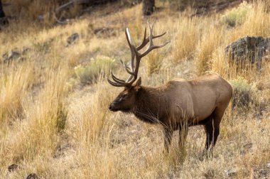 Yellowstone Ulusal Parkı 'nda sonbaharda Wyoming' deki tekdüze boğa geyiği.