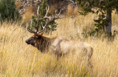 Yellowstone Ulusal Parkı 'nda sonbaharda Wyoming' deki tekdüze boğa geyiği.