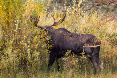 Grand Teton Ulusal Parkı Wyoming 'deki sonbahar monotonluğu sırasında bir geyik.