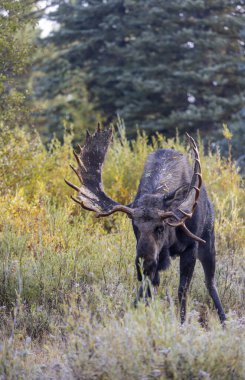 Grand Teton Ulusal Parkı Wyoming 'de sonbaharda azgın bir boğa shiras geyiği.