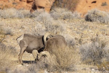 Kışın Nevada 'daki İtfaiye Vadisi' nde çöl sığırları koçu.