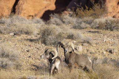 Kışın Nevada 'daki İtfaiye Vadisi' nde çöl sığırları koçu.