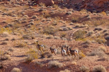 Nevada Çölü 'nde genç çöl bighorn koyunları