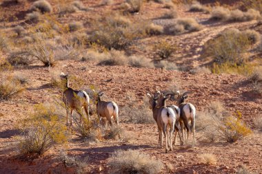 Nevada Çölü 'nde genç çöl bighorn koyunları