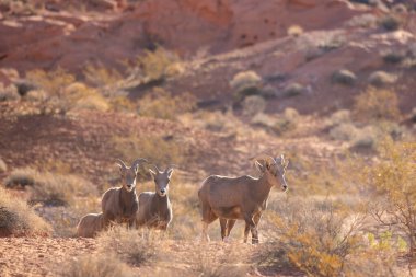 Nevada Çölü 'nde genç çöl bighorn koyunları