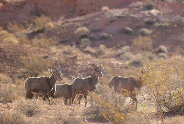 Nevada Çölü 'nde genç çöl bighorn koyunları