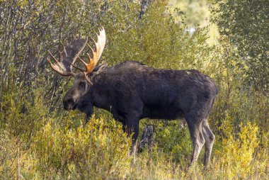 Grand Teton Ulusal Parkı 'nda sonbaharda rutin bir geyik.