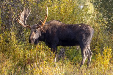 Grand Teton Ulusal Parkı 'nda sonbaharda rutin bir geyik.