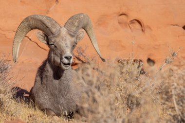 Nevada İtfaiye Vadisi 'nde kışın bir çöl koyunu arabası.