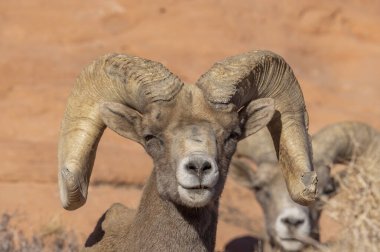 Nevada İtfaiye Vadisi 'nde kışın bir çöl koyunu arabası.