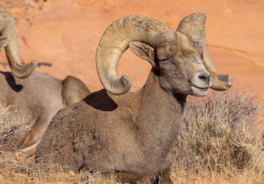 Nevada İtfaiye Vadisi 'nde kışın bir çöl koyunu arabası.