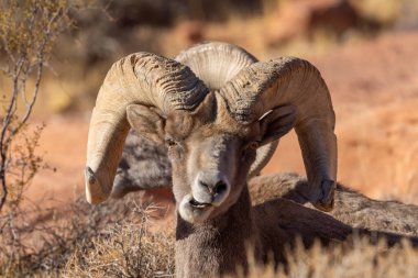 Nevada İtfaiye Vadisi 'nde kışın bir çöl koyunu arabası.