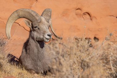 Nevada İtfaiye Vadisi 'nde kışın bir çöl koyunu arabası.