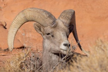 Nevada İtfaiye Vadisi 'nde kışın bir çöl koyunu arabası.