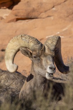 Nevada İtfaiye Vadisi 'nde kışın bir çöl koyunu arabası.