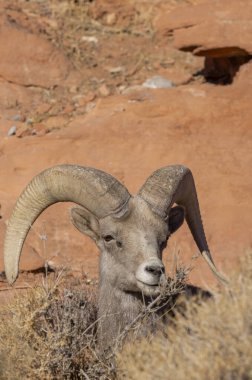 Nevada İtfaiye Vadisi 'nde kışın bir çöl koyunu arabası.