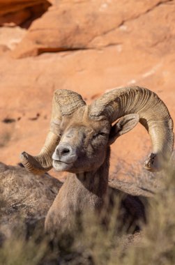 Nevada İtfaiye Vadisi 'nde kışın bir çöl koyunu arabası.