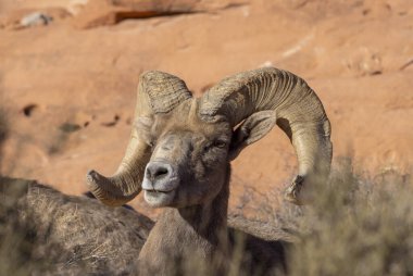 Nevada İtfaiye Vadisi 'nde kışın bir çöl koyunu arabası.
