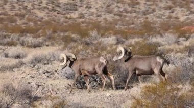 Kışın Nevada 'daki İtfaiye Vadisi' nde çöl sığırları koçu.