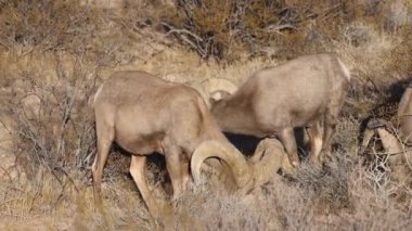 Kışın Nevada 'daki İtfaiye Vadisi' nde çöl sığırları koçu.