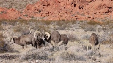 Kışın Nevada 'daki İtfaiye Vadisi' nde çöl sığırları koçu.