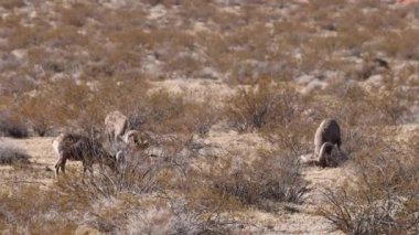 Kışın Nevada 'daki İtfaiye Vadisi' nde çöl sığırları koçu.