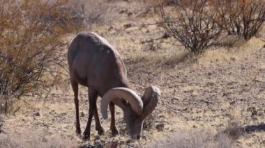 Kışın Nevada 'daki İtfaiye Vadisi' nde çöl sığırları koçu.