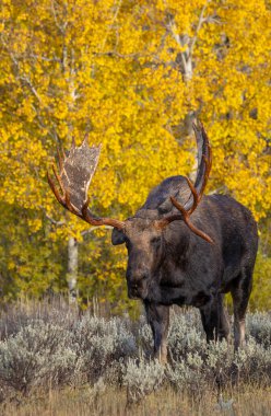 Grand Teton Ulusal Parkı 'nda sonbaharda rutin bir geyik.