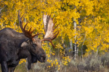 Grand Teton Ulusal Parkı 'nda sonbaharda rutin bir geyik.