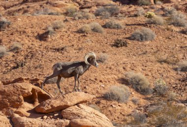 Nevada 'daki İtfaiye Vadisi' nde kırmızı kayalıklarda bir çöl boynuzlu koyunu.