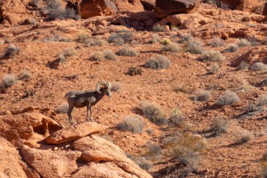 Nevada 'daki İtfaiye Vadisi' nde kırmızı kayalıklarda bir çöl boynuzlu koyunu.