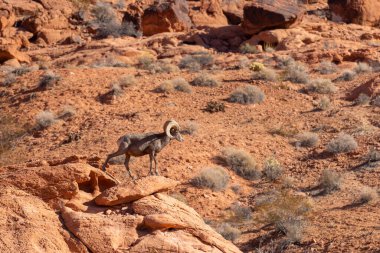 Nevada 'daki İtfaiye Vadisi' nde kırmızı kayalıklarda bir çöl boynuzlu koyunu.