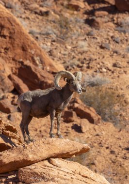 Nevada 'daki İtfaiye Vadisi' nde kırmızı kayalıklarda bir çöl boynuzlu koyunu.