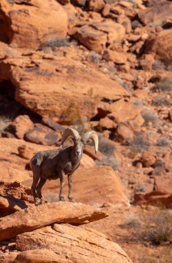 Nevada 'daki İtfaiye Vadisi' nde kırmızı kayalıklarda bir çöl boynuzlu koyunu.