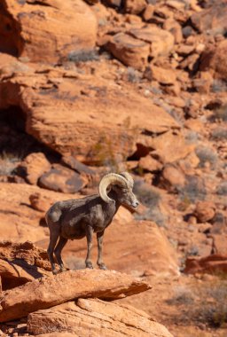 Nevada 'daki İtfaiye Vadisi' nde kırmızı kayalıklarda bir çöl boynuzlu koyunu.