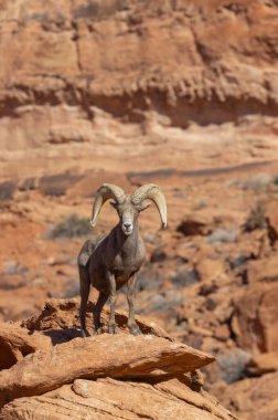 Nevada 'daki İtfaiye Vadisi' nde kırmızı kayalıklarda bir çöl boynuzlu koyunu.