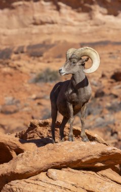Nevada 'daki İtfaiye Vadisi' nde kırmızı kayalıklarda bir çöl boynuzlu koyunu.