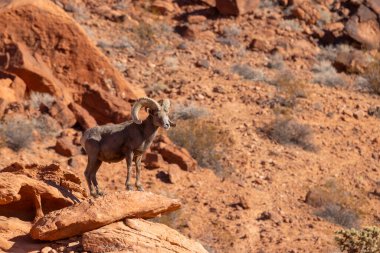 Nevada 'daki İtfaiye Vadisi' nde kırmızı kayalıklarda bir çöl boynuzlu koyunu.
