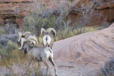 Nevada 'daki İtfaiye Vadisi' nde kışın çöl koyunu.