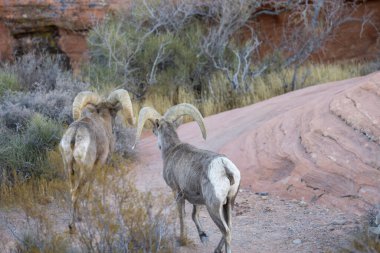 Nevada 'daki İtfaiye Vadisi' nde kışın çöl koyunu.