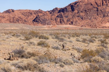 Nevada 'daki İtfaiye Vadisi' nde kışın çöl koyunu.